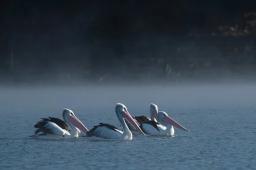 Dora占星2025年7月巨蟹座運勢